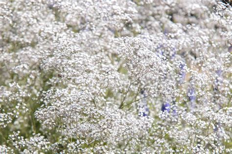 How to Grow and Care for Baby's Breath