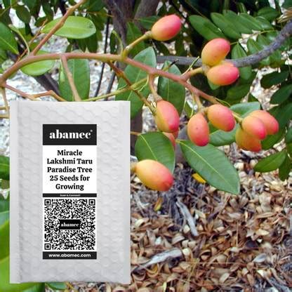 Abamec Lakshmi Taru, Miracle Tree (Simarouba Glauca) Seed Price in ...