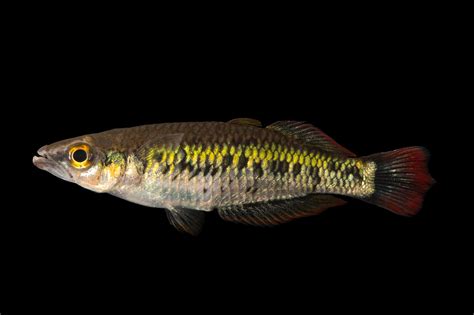 Bedotia marojejy photo