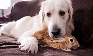 Image result for Pictures of Best Friend Bunnies