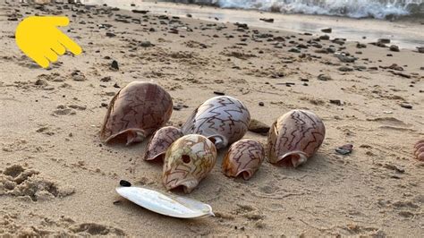 Finding Sea Shells 的图像结果