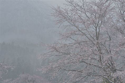春雪|摄影|风光摄影|pear1103 - 原创作品 - 站酷 (ZCOOL)