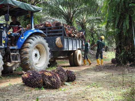 Oil Palm Plantation Company Johor | Sustainable Agriculture Company ...