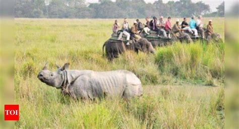 Rhino Poaching In Assam: Rhino killed in Kaziranga, horn and ears taken ...
