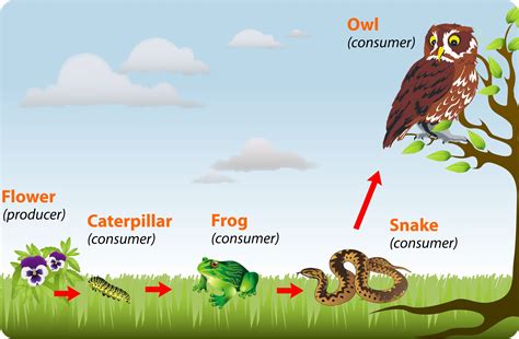 What Animal Eats An Owl In A Food Chain at Daisy Alexander blog