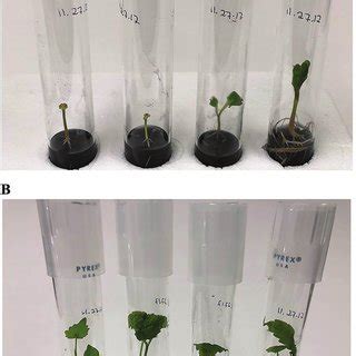 Image result for Plantlets Examples