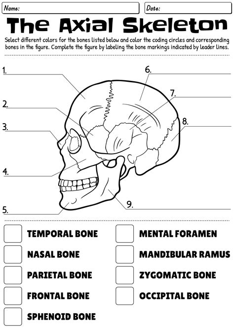 14 Printable Skeleton Worksheets - Free PDF at worksheeto.com