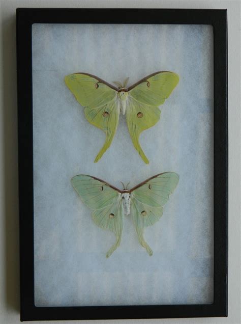 Male and Female Luna Moth A - Etsy