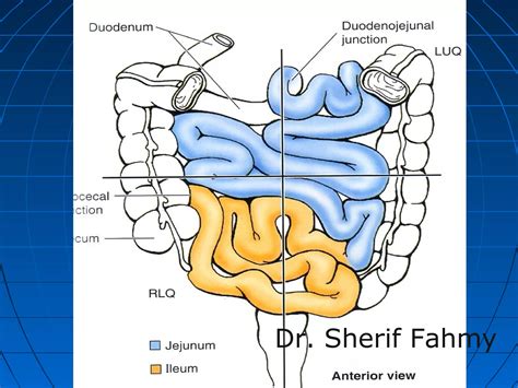 Jejunum & Ileum (Anatomy of the Abdomen) | PPS