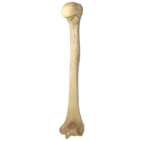 Humerus Anatomy Humerus - Wikipedia