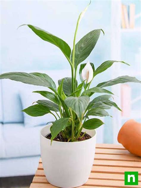 Buy Peace Lily Plants online from Nurserylive at lowest price.