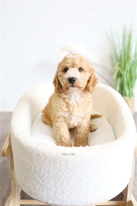 Image result for Cockapoo Tail