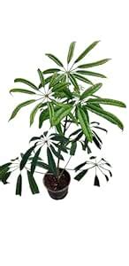 Nature Sense Schefflera Albido-bracteata Indoor Live Plants for Home ...