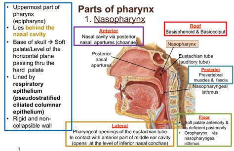 Anatomy of Pharynx | PPTX