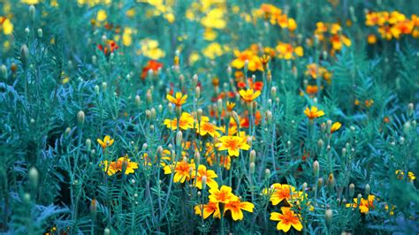 [100+] Yellow Aesthetic Flower Desktop Wallpapers | Wallpapers.com