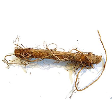 Cascade Hops Rhizome 2-Pack : Amazon.in: Garden & Outdoors