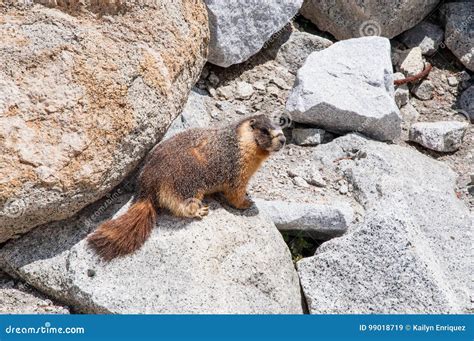 Endearing Yellow-bellied Marmots. Stock Image - Image of piles, quiet: 99018719