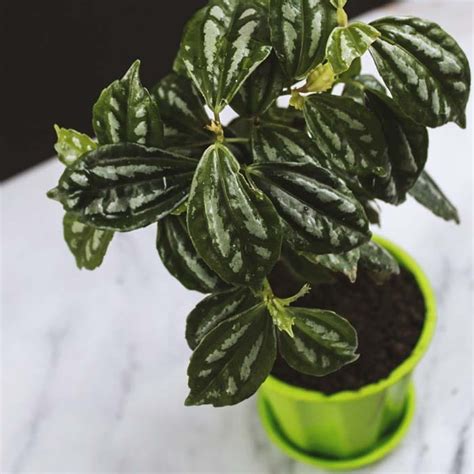 Watermelon Peperomia | Peperomia Argyreia - Plants Nursery Nisarga