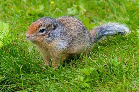 Image result for Gopher Traps