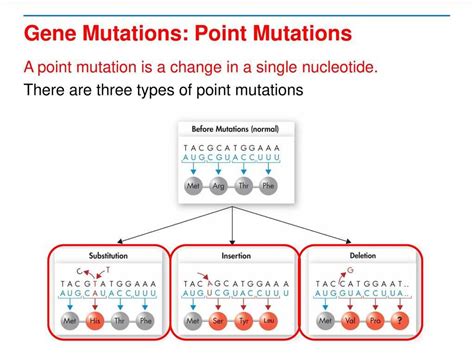 DNA Mutation 的图像结果