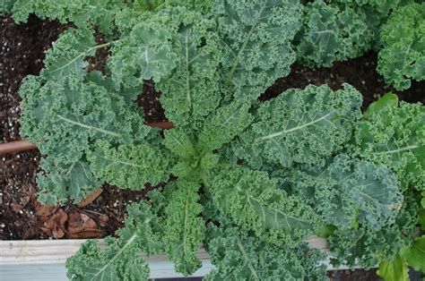 How to Grow Kale in Central Texas - Lettuce Grow Something