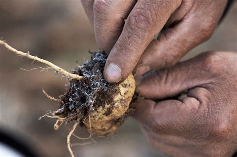 Image result for Maca Root PNG