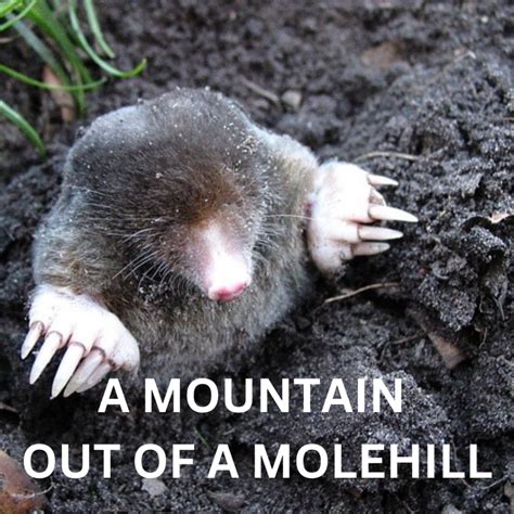 A mountain out of a molehill – Sow & Reap