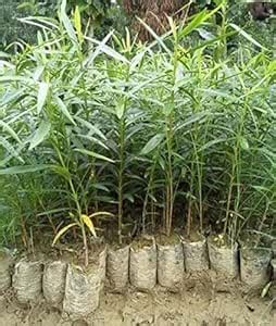 M/S Middle Assam Nursery & Agarwood industry korobi plants live Natural ...