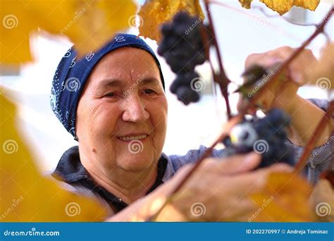 Happy Old Lady Picking Grapes Stock Image - Image of working, gardening ...