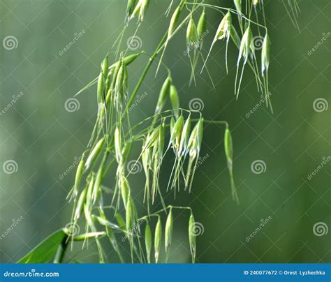 Wild Oats Plant. Avena Fatua, Known As The Common Wild Oat - Grass In The Oat Genus Stock Image ...