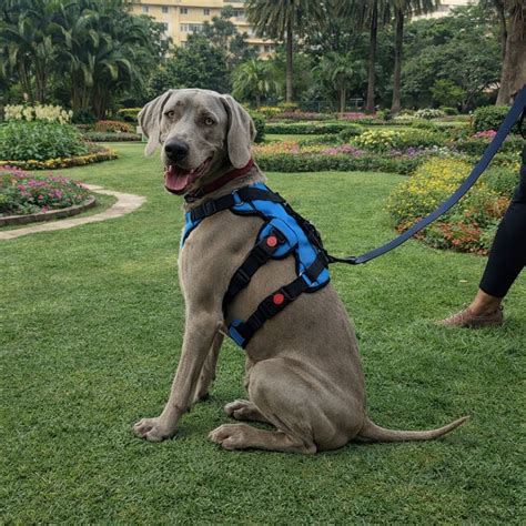 Buy Escape Proof Dog Body Harness by Zoof Pets