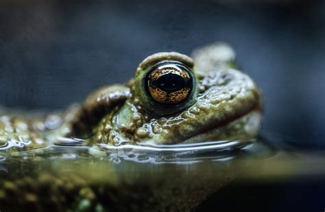 Hamilton Toad Venom 的图像结果