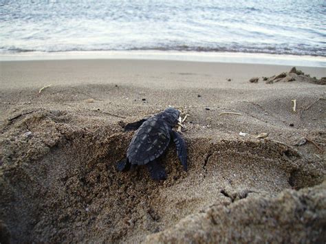 Sea Turtle Safe Behavior | Zante Turtle Center