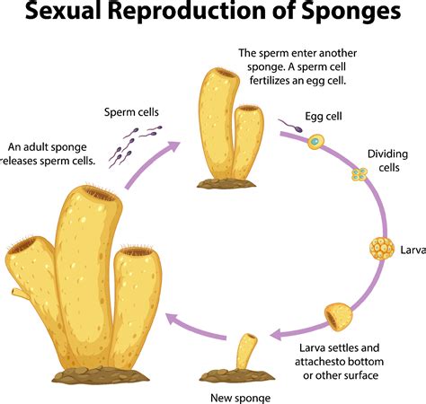 Diagram showing sexual reproduction in sponges 6159108 Vector Art at ...