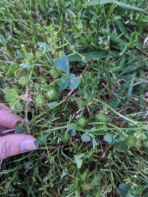 Sand Stickers In Yard at Frances Chavez blog