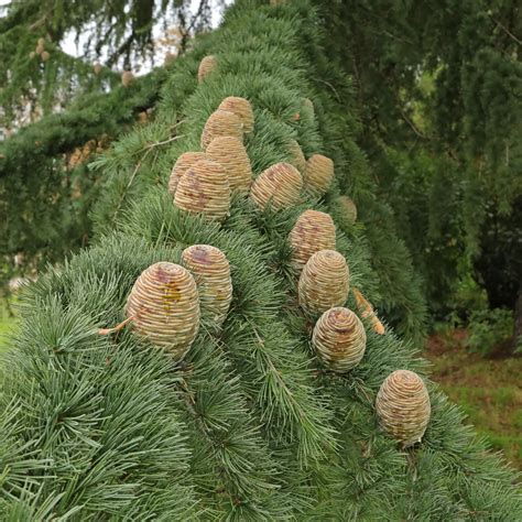 Blue Atlas Cedar (Cedrus atlantica "Glauca")