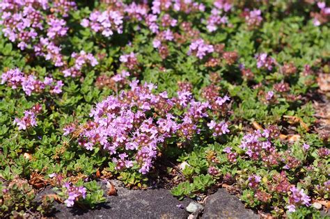 Tips to Grow and Care For Red Creeping Thyme | Plantly
