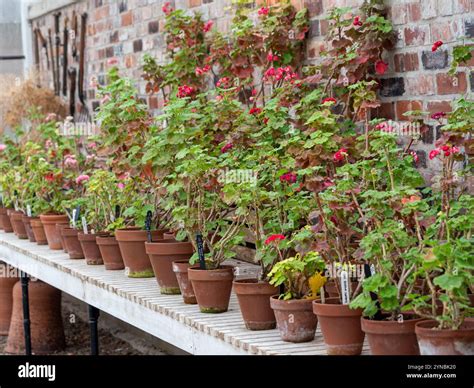 Pelargoniums overwintering in the greenhouse. UK Stock Photo - Alamy