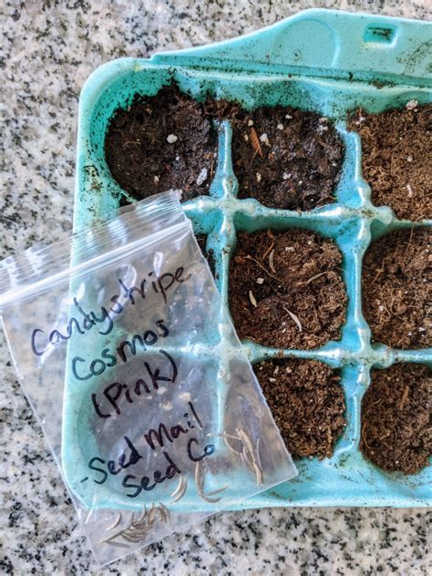 How to Plant Cosmos Seeds - Tips on Growing Cosmos Flowers
