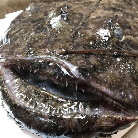 Veli Losinj, Insel Losinj, Kroatien - Ferienwohnungen, Hotels, Reisen ...