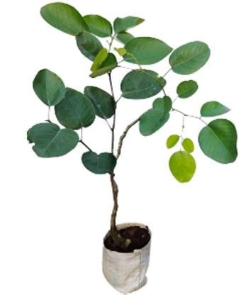 Ayushgreenplant Red Sandalwood Plant Price in India - Buy ...