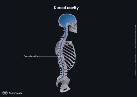 Dorsal cavity | Anatomy.app