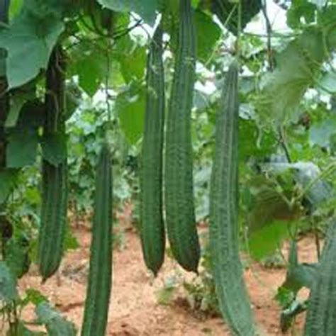 SRI SAI FORESTRY Organic Ridge gourd seeds for Home Garden Seed Price ...