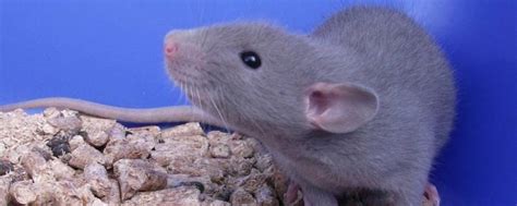 老鼠一般一窝生多少-百度经验