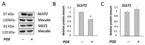 Glucose Uptake and Oxidative Stress in Caco-2 Cells: Health Benefits ...