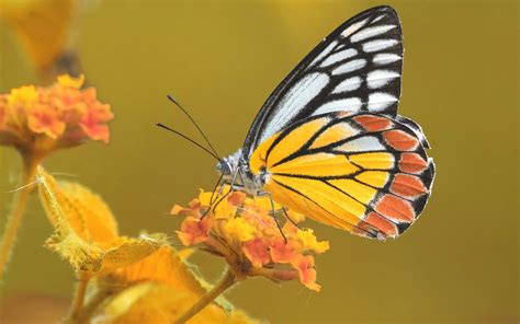 Matheran Has 77 New Species Of Butterflies And Our Hearts Are ...