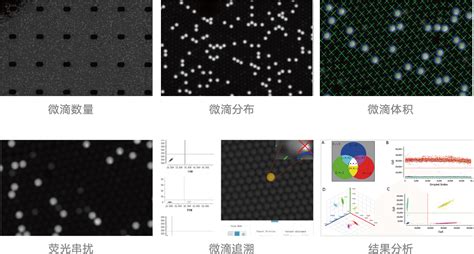 PCR Virtual Lab 的图像结果