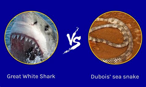 Image result for Shark vs Python