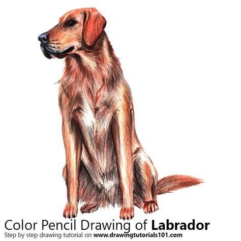 Image result for Labrador Drawing Tutorial