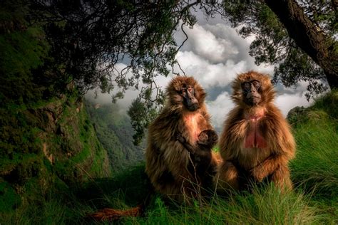 Photographer 的图像结果